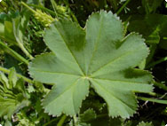 alchemilla-vulgaris-vrouwenmantel alchemilla-vulgaris-vrouwenmantel