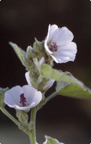 Althaea officinalis - Echte heemst