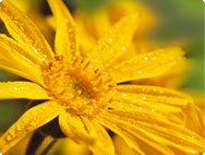 arnica-montana-valkruid arnica-montana-valkruid