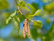 betula pendula