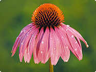 Echinacea purpurea - Rode zonnehoed