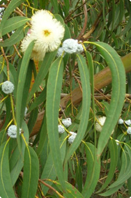 Eucalyptus globulus - Blauwe gomboom