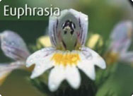 Euphrasia officinalis - Ogentroost
