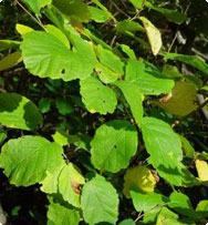 Hamamelis virginiana - Hamamélis de Virginie