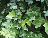 Hedera helix - Klimop