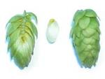 Humulus lupus - Hop