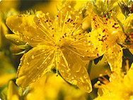 Hypericum perforatum - Sint-Janskruid