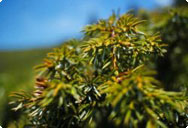 juniperus-communis-jeneverbes juniperis-communis-jeneverbes