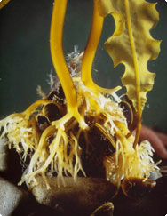 Fucus vesiculosus - Kelp of blaaswier