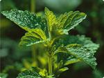 melissa-officinalis-citroenmelisse melissa-officinalis-citroenmelisse