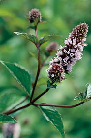 Mentha piperita - Pepermunt