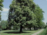 Aesculus hippocastanum - Paardenkastanje