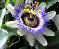 passiflora-incarnata-passiebloem passiflora-incarnata-passiebloem