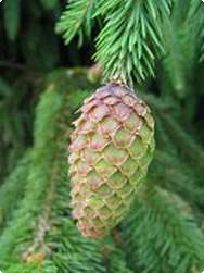 Picea abies - Fijnspar