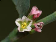 polygonum aviculare