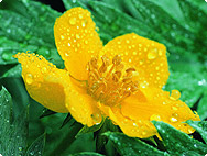 potentilla-erecta-tormentil potentilla-erecta-tormentil