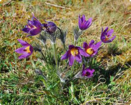 pulsatilla-vulgaris-wildemanskruid