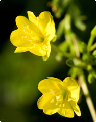 Oenothera biennis - Teunisbloem